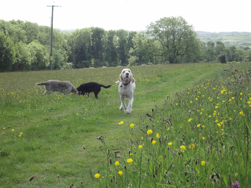 Bruce with his new friends