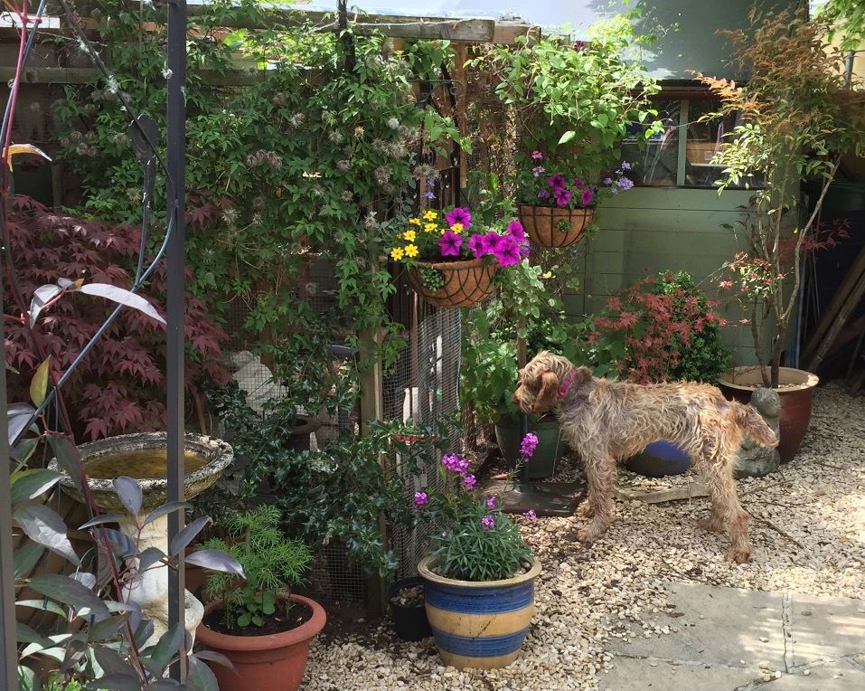 Veva explores the garden