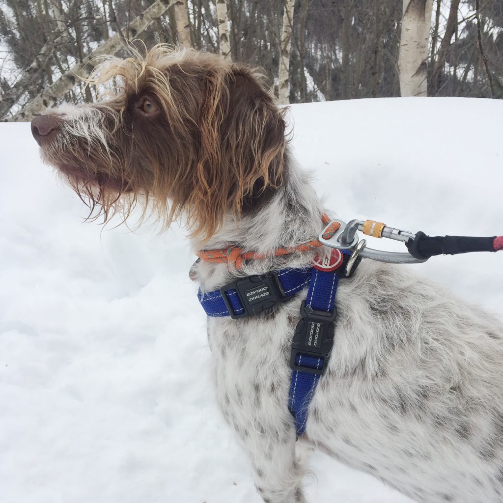 Collar and lead connected with carabiner style lead clip